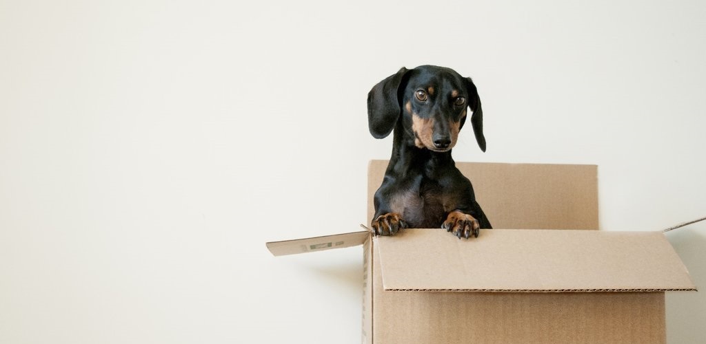 A cute dachshund standing out of a cardboard box